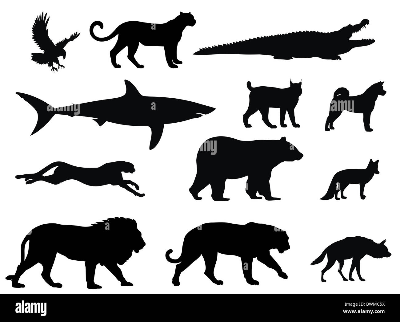 Illustration of predator animal silhouettes Stock Photo - Alamy