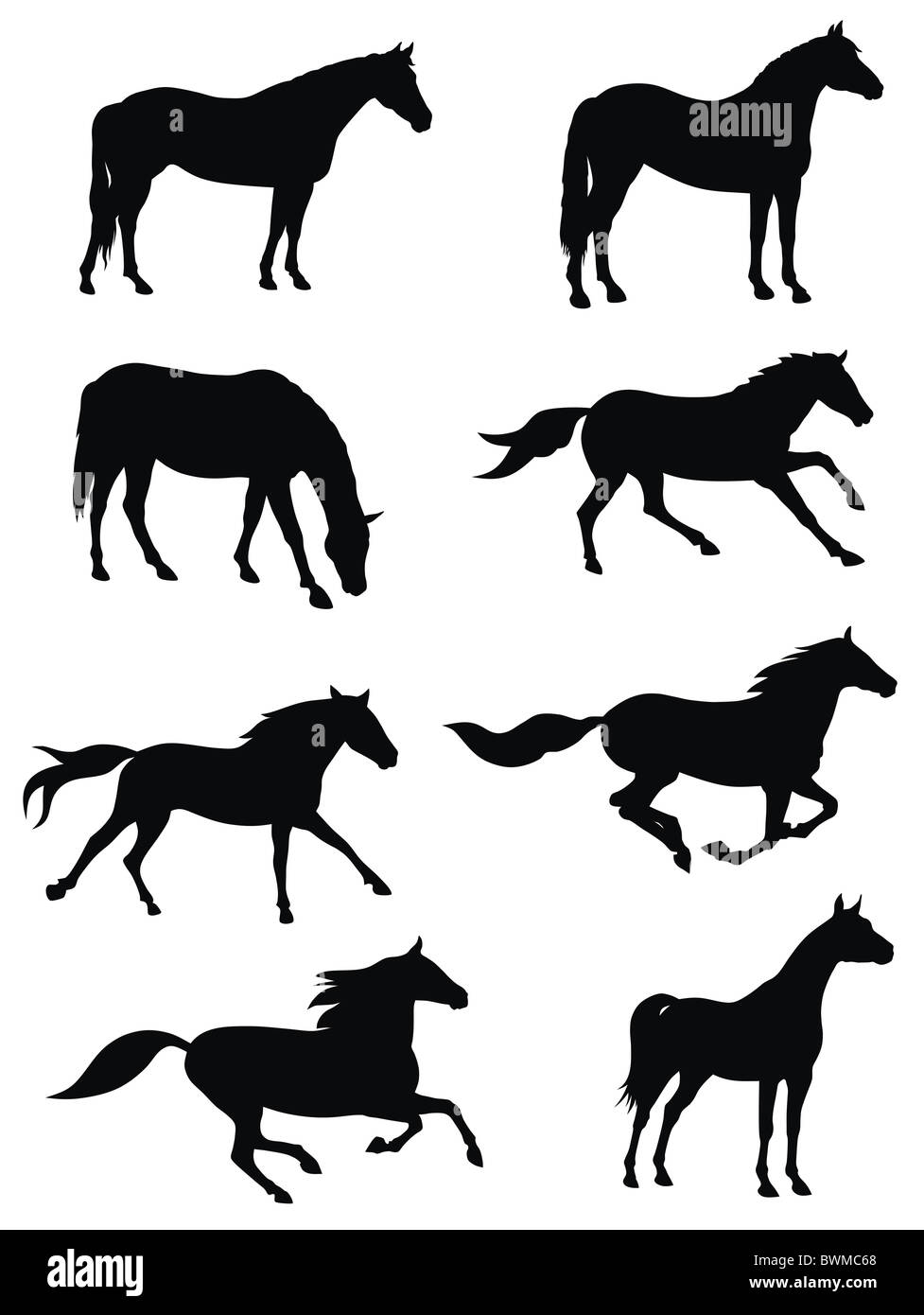 Illustration of horse silhouettes Stock Photo