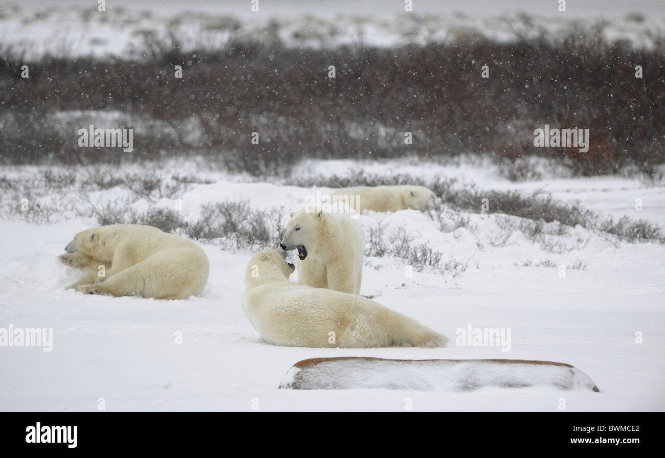 Polar bears relax. A rookery of polar bears. Snow-covered tundra. It is snowing. Stock Photo
