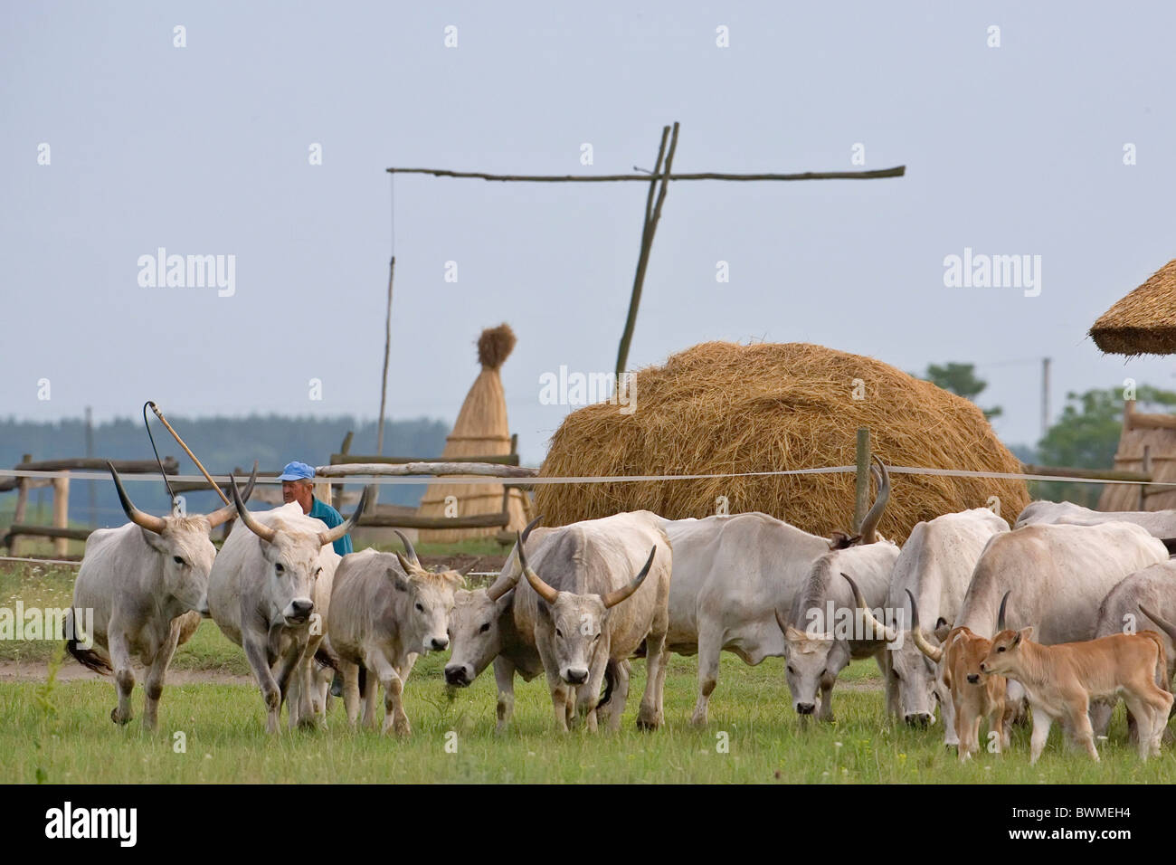 Hungarian grey cattle cow hi-res stock photography and images - Alamy