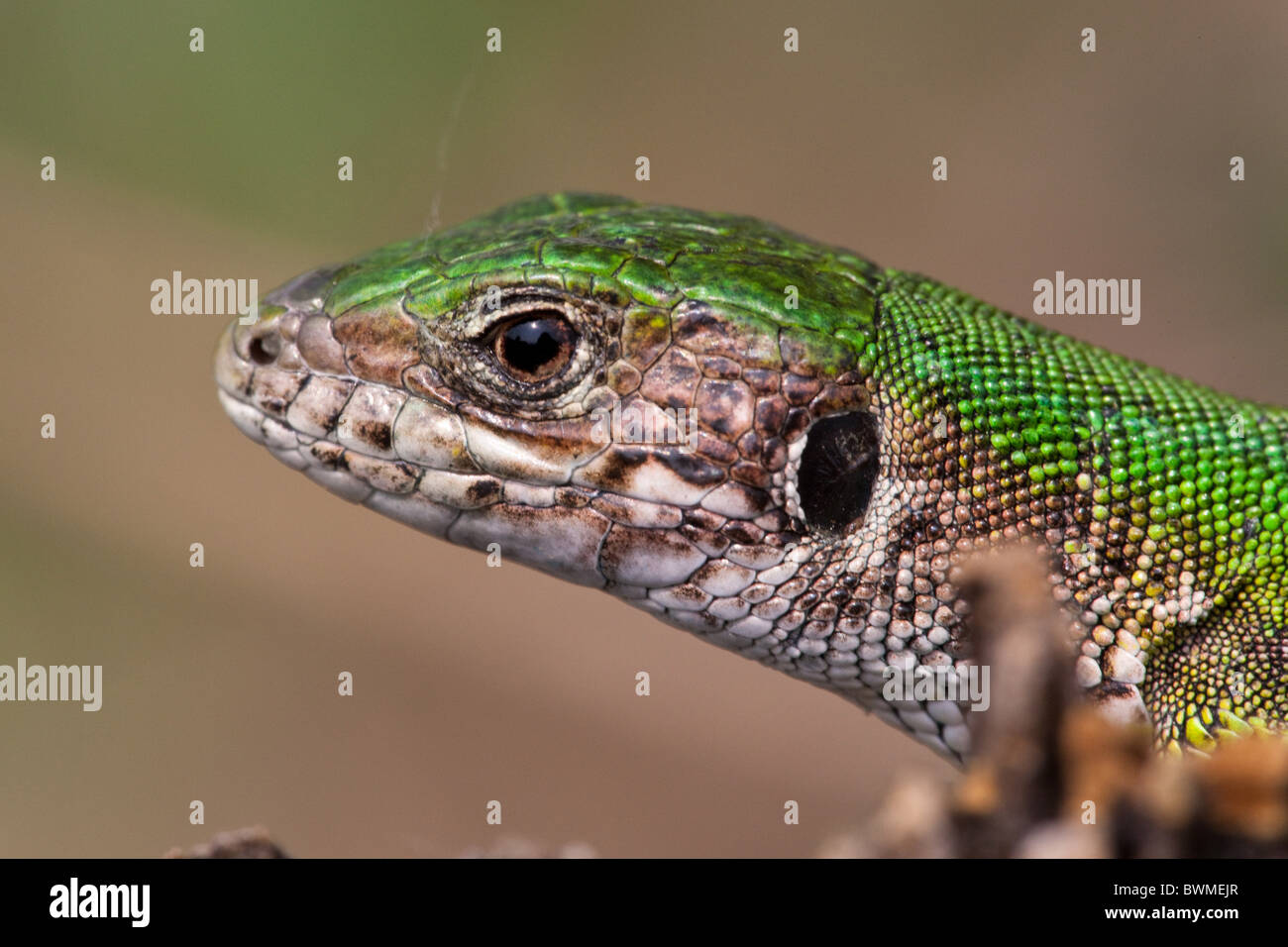 European green lizard Stock Photo - Alamy