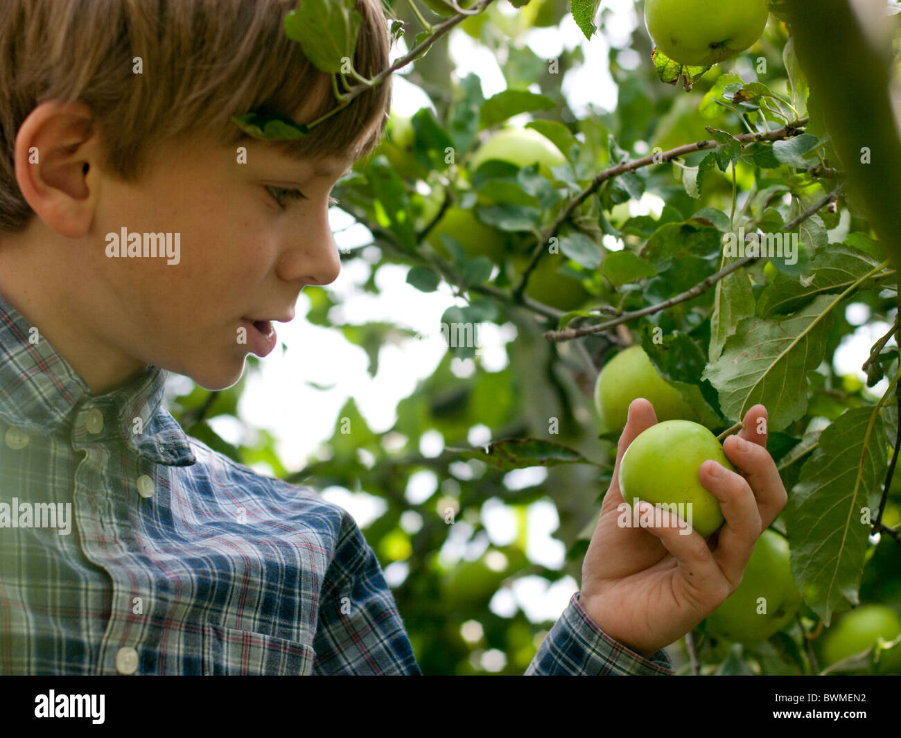 Ten year old climbs tree to pick apples in suburban garden Stock Photo
