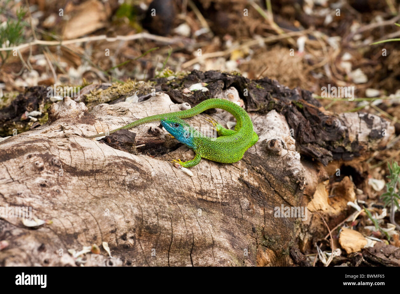 European green lizard Stock Photo - Alamy
