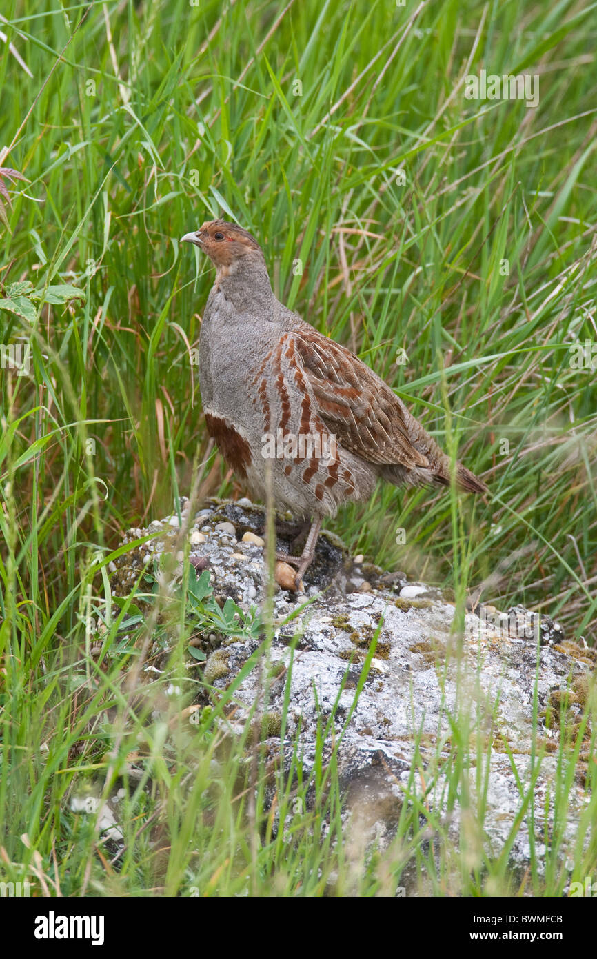Partridge partridges bird birds hi-res stock photography and images - Alamy