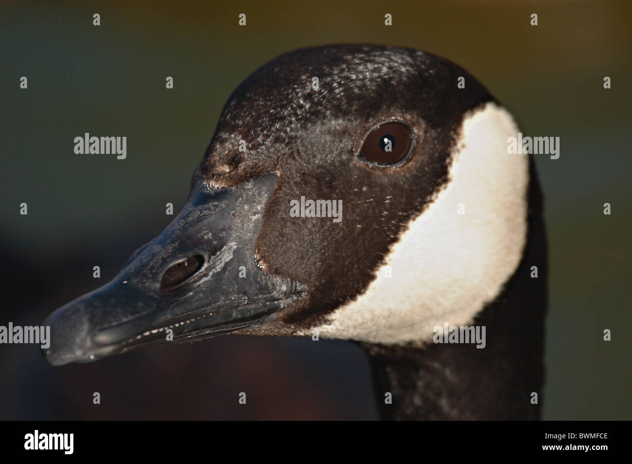 Canadian Goose eye to eye Stock Photo Alamy