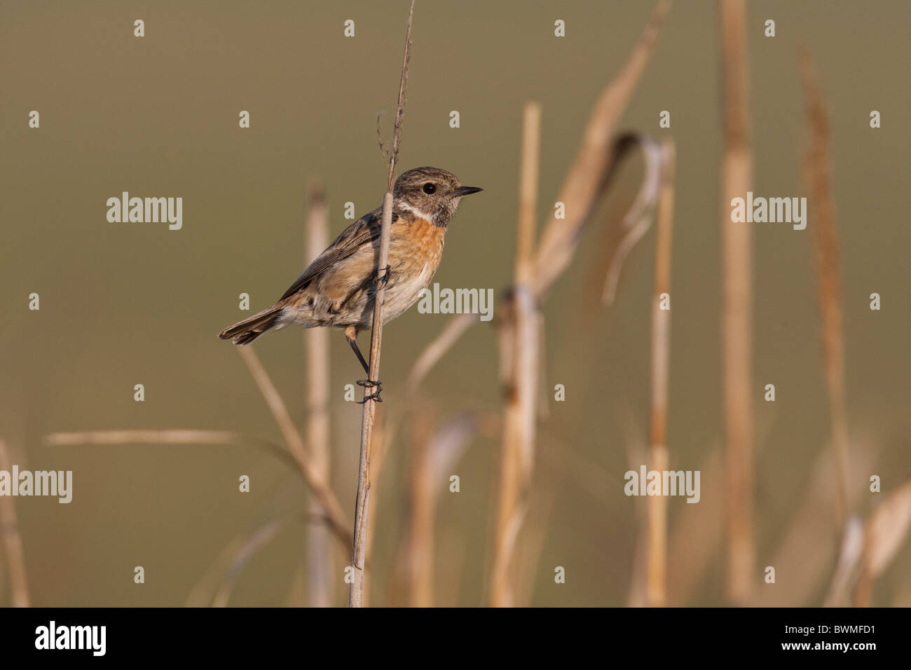 Common stonechat autumn hi-res stock photography and images - Alamy