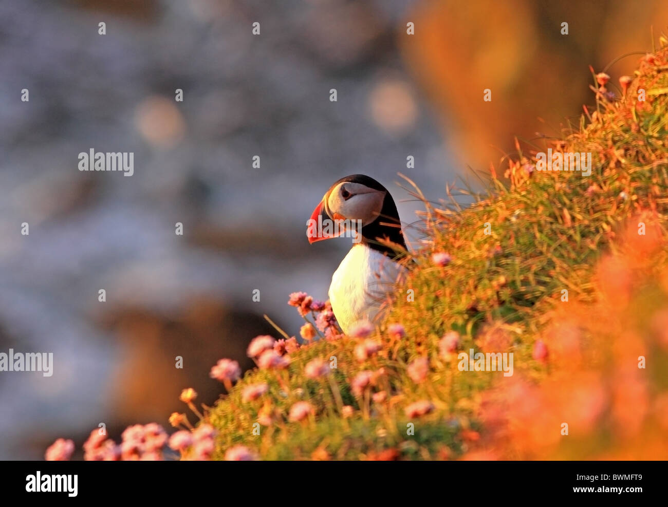 UK Scotland Puffin at nest burrow in evening light at sunset Stock Photo