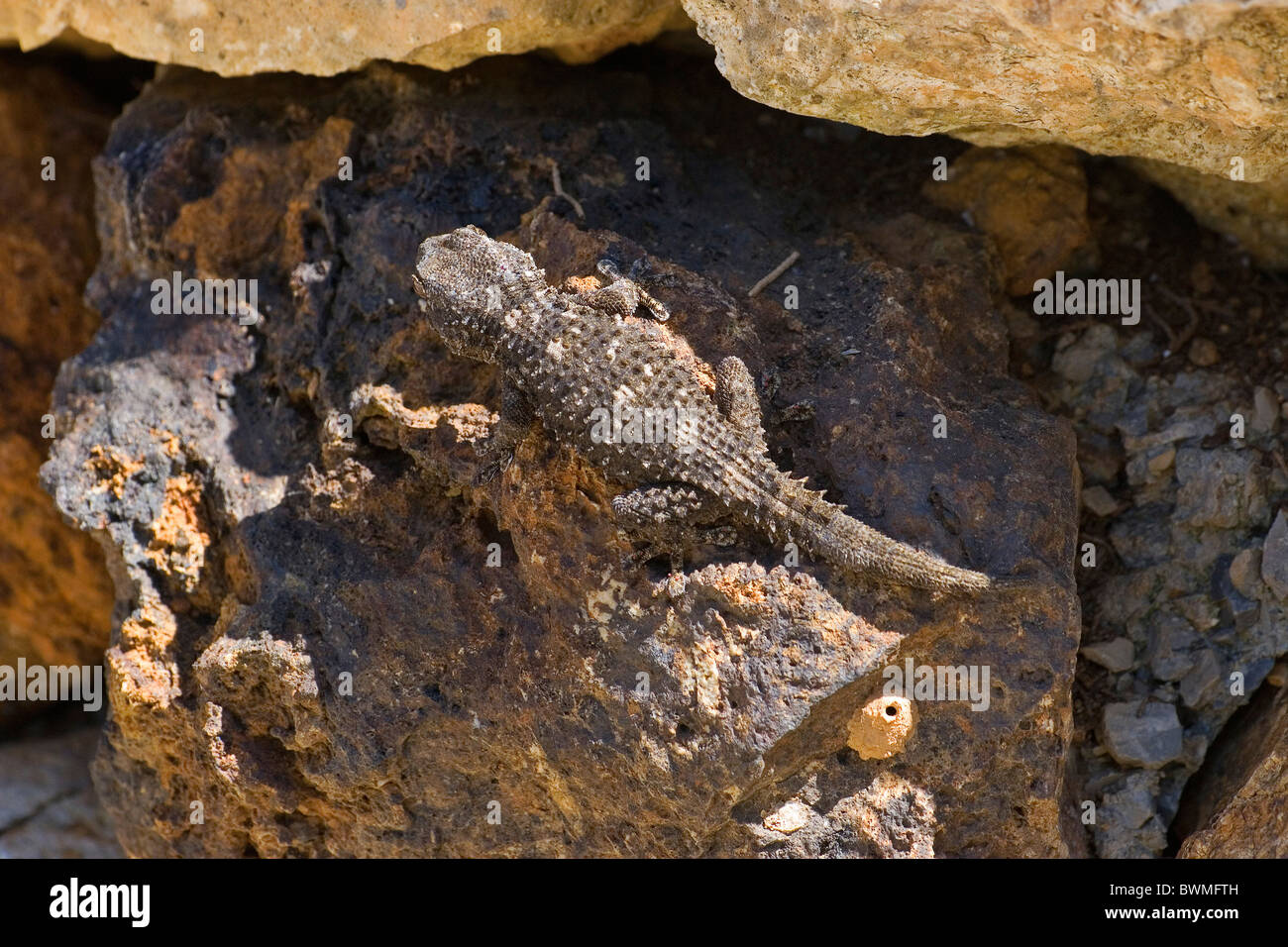 wall gecko Stock Photo Alamy