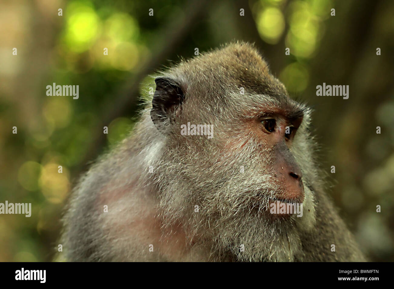 Macaque monkey bali hi-res stock photography and images - Alamy