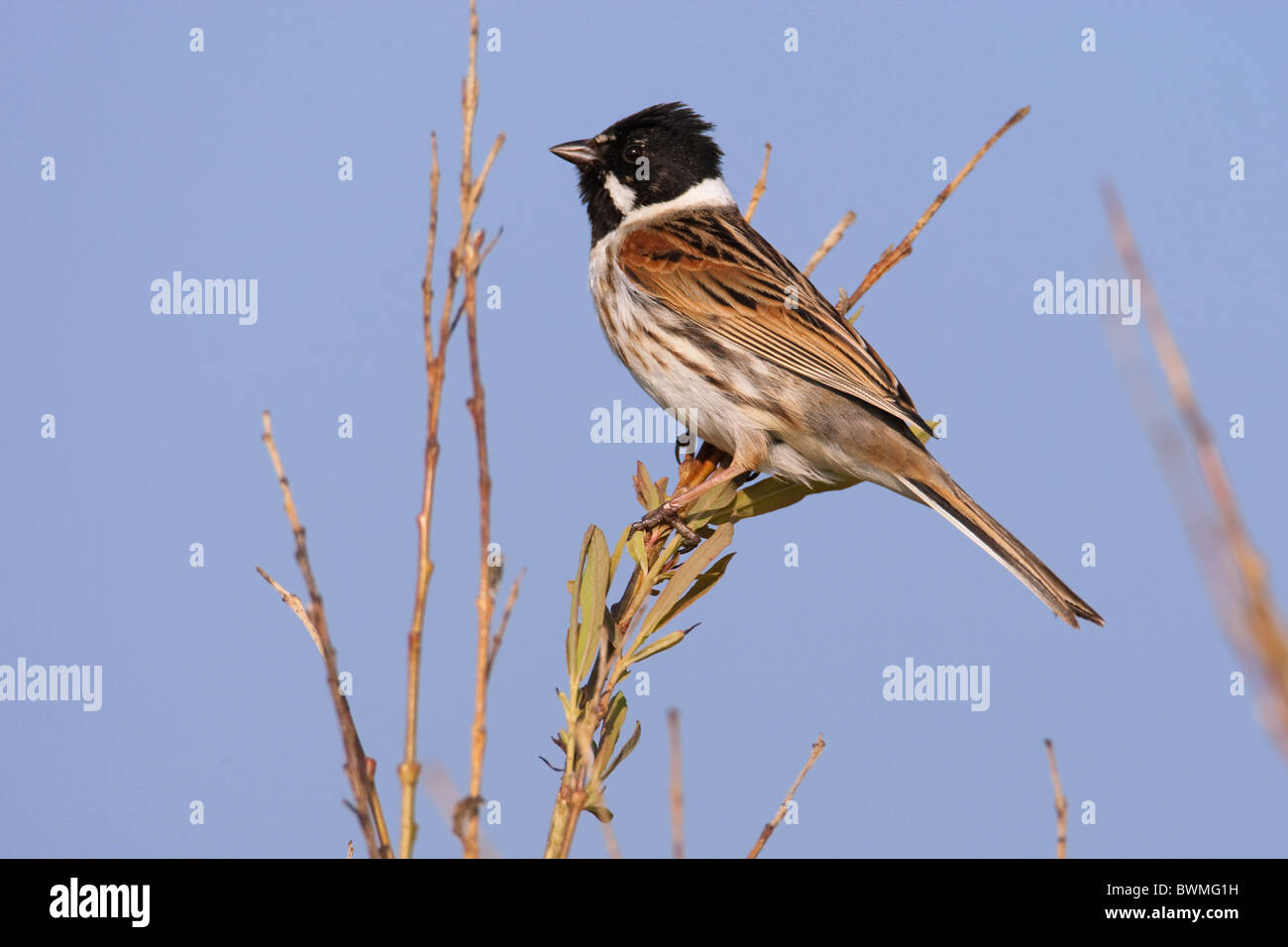common reed bunting Stock Photo - Alamy