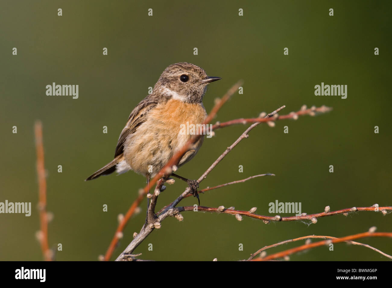 European stonechats birds hi-res stock photography and images - Alamy