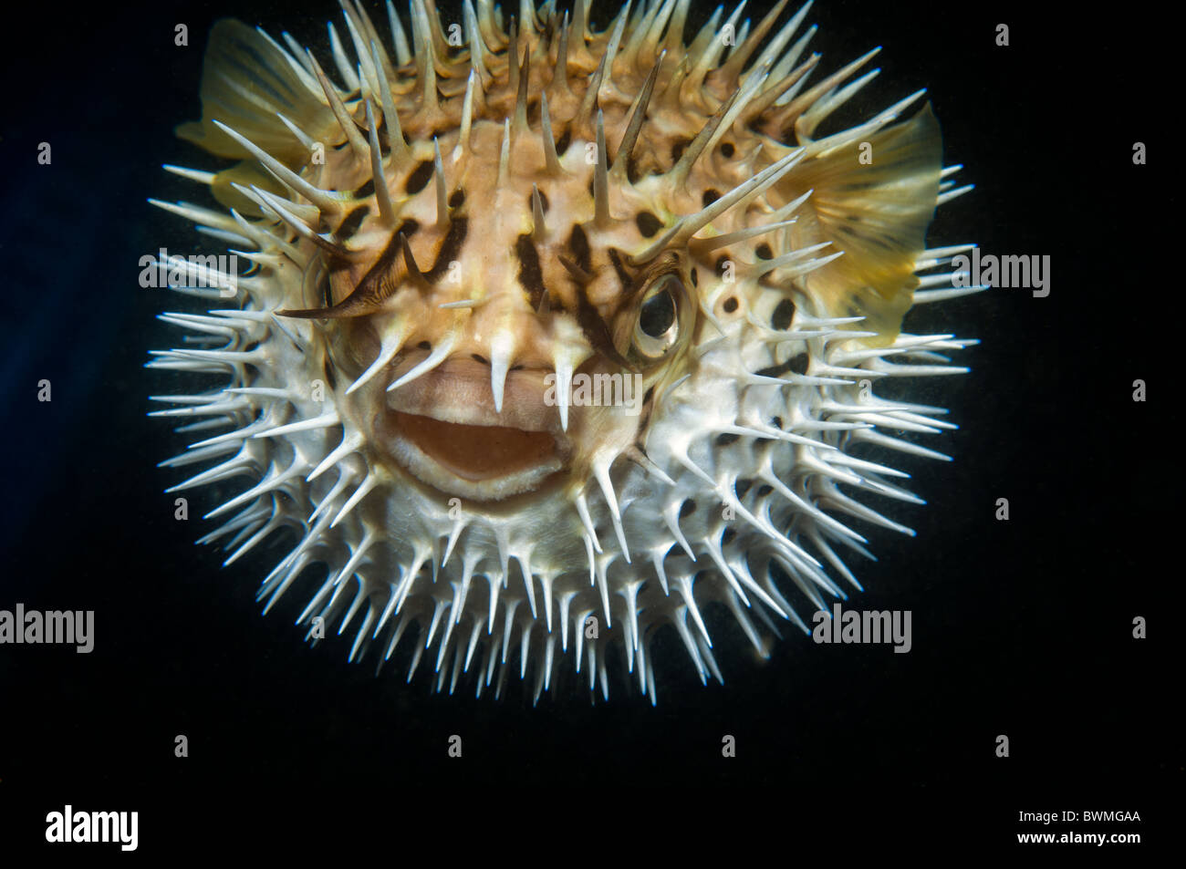 Close up of a puffed up Balloonfish. Stock Photo