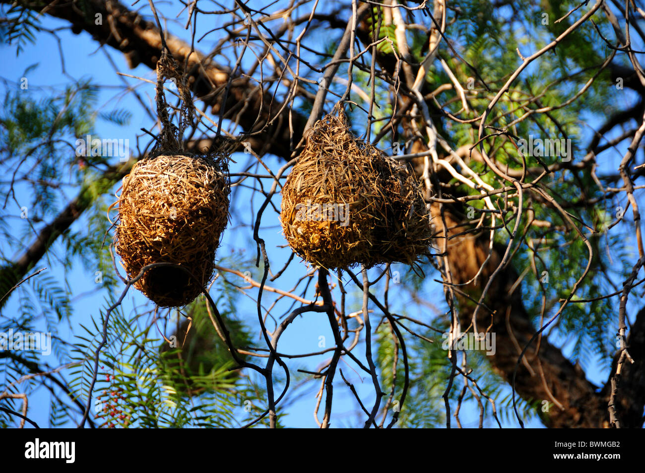 Weaver bird nests hanging on the tree. Matjiesfontein, South Africa. Stock Photo
