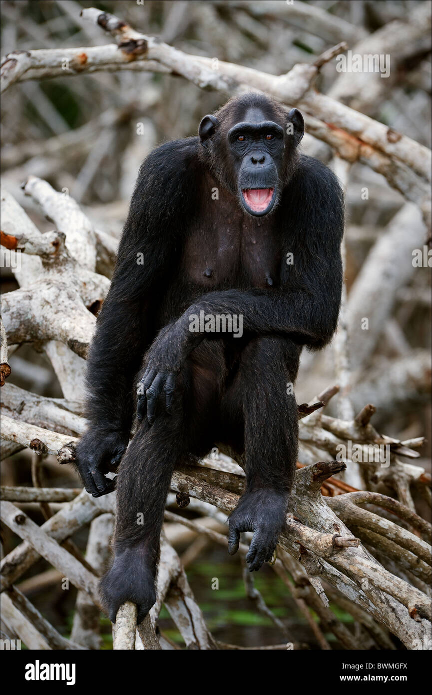 Portrait of the adult female of a chimpanzee at a short distance on mangrove roots. Stock Photo