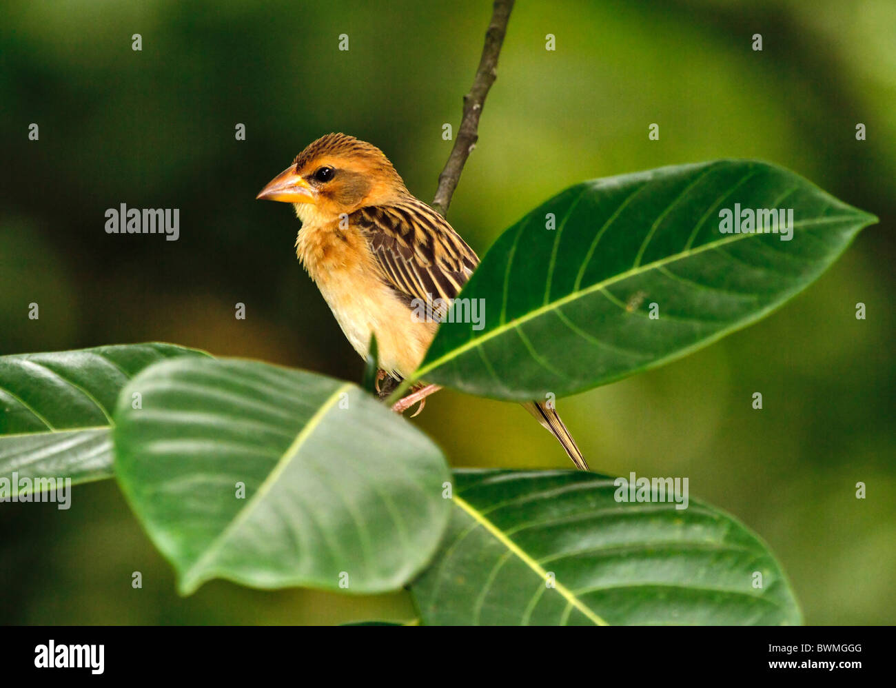 Baya Weaver (Ploceus philippinus), female, probably of race burmanicus. Intelligent seed eater, social and gregarious. Malaysia. Stock Photo