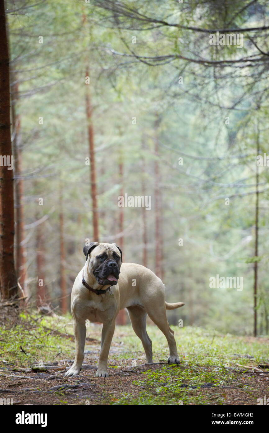 Bullmastiff dog in woods Stock Photo