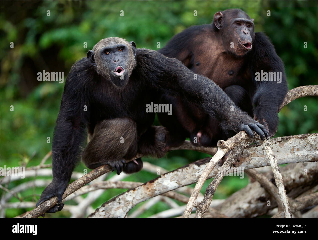 Songs. Chimpanzees sit on a tree branch in wood and songs bawl. Stock Photo