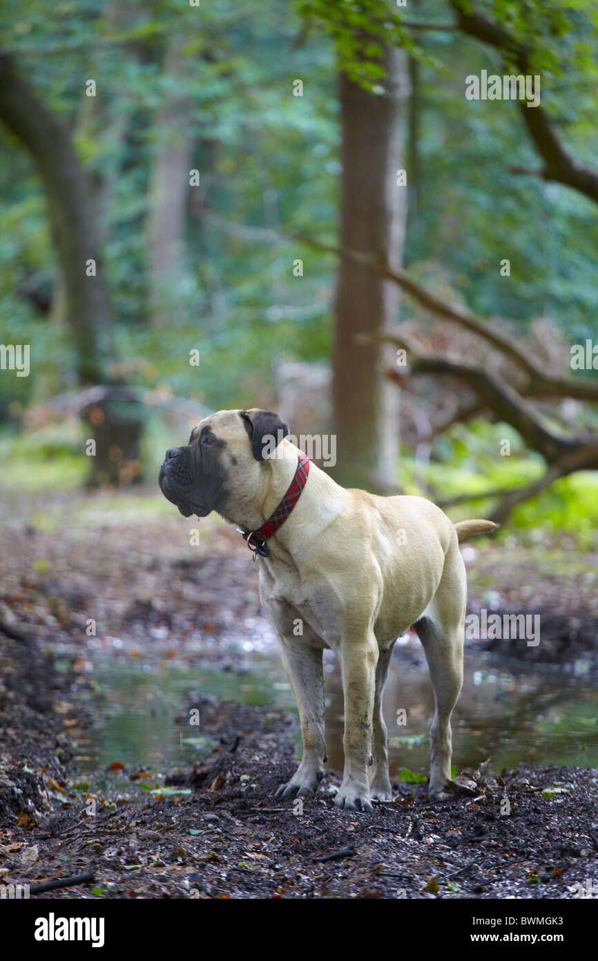 Bullmastiff dog in woods Stock Photo