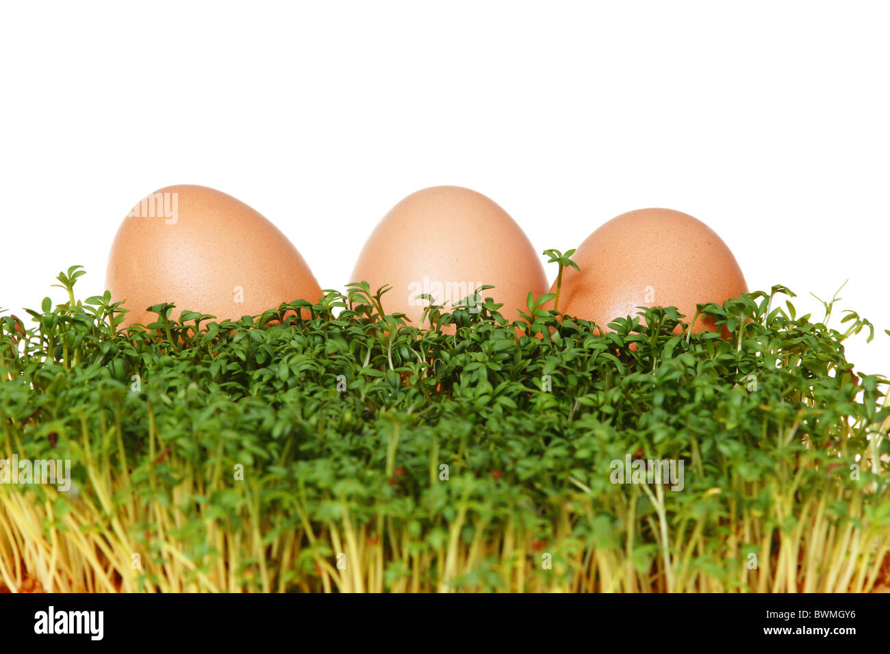 Fresh green cress and three easter eggs isolated on white background Stock Photo