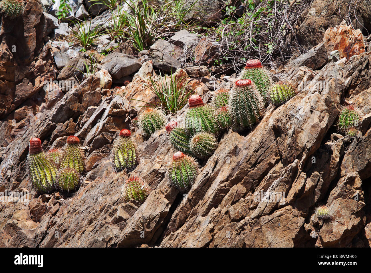 Turks Cap Cactus, Melocactus intortus, growing on a rocky hillside in the Caribbean Stock Photo