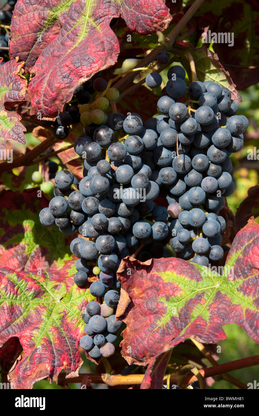 Bunch of grapes hires stock photography and images Alamy