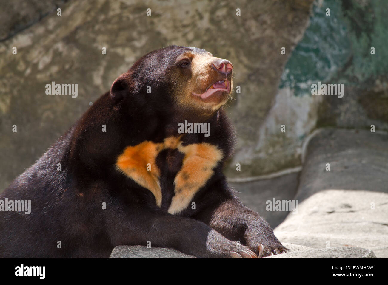 Sun Bear, Helarctos malayanus, also known as the Honey Bear. It is the smallest member of the bear family Stock Photo
