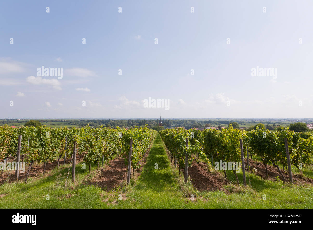 VINEYARD, WINE ROUTE, FORST, PFALZ, RHINELAND-PALATINATE, GERMANY Stock Photo