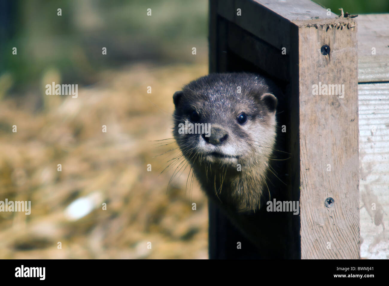 A young otter emerges from a man-made holt near a river in Devon, UK Stock Photo