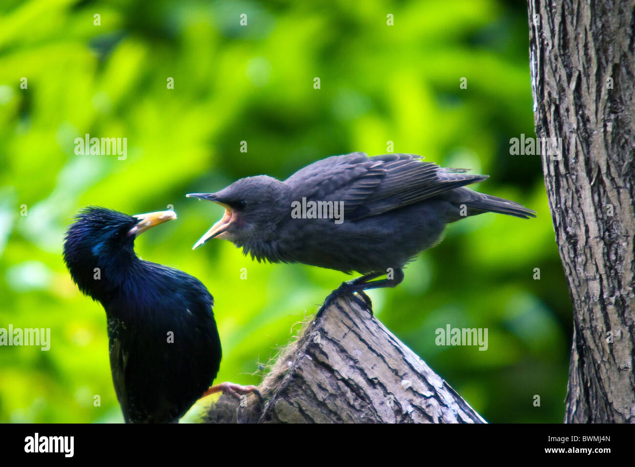 A starling feeds its young fledgling with suet from a garden feeder, whilst standing on a log. Late spring in the garden. Stock Photo