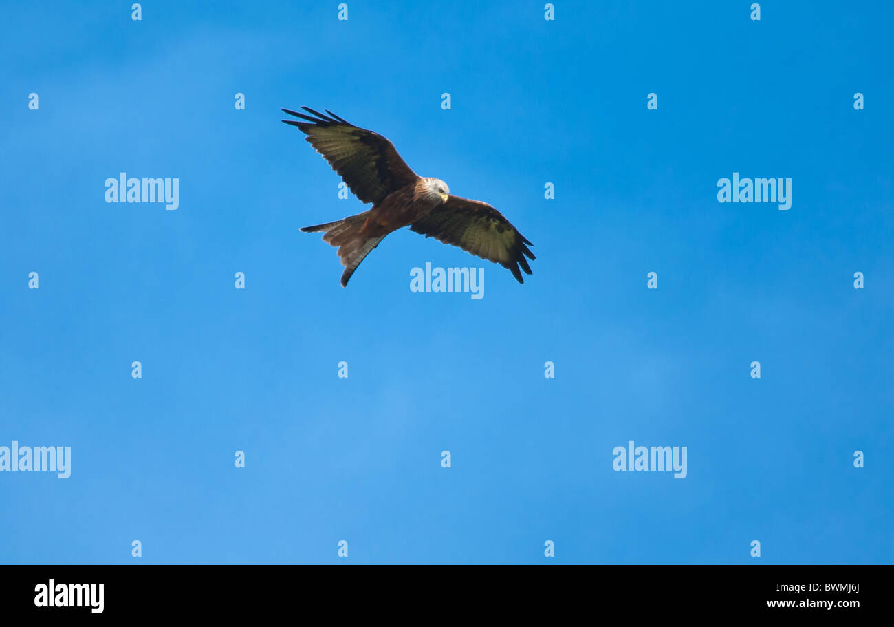 A Red Kite flying low in the sky over the Aston Rowant Nature Reserve Stock Photo