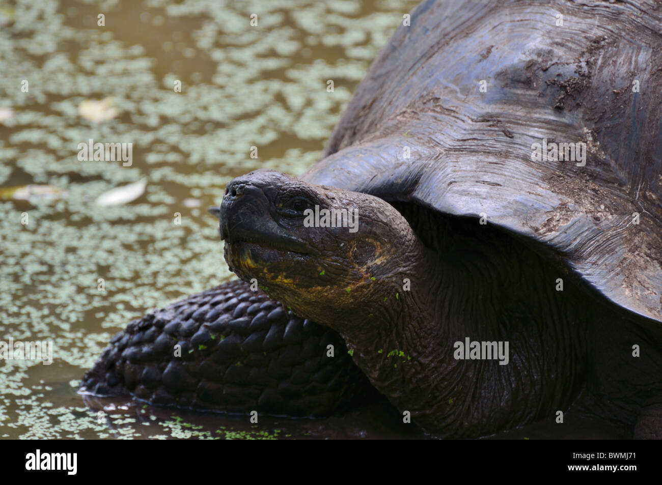 Galapagos Giant Tortoise in the wild Stock Photo - Alamy