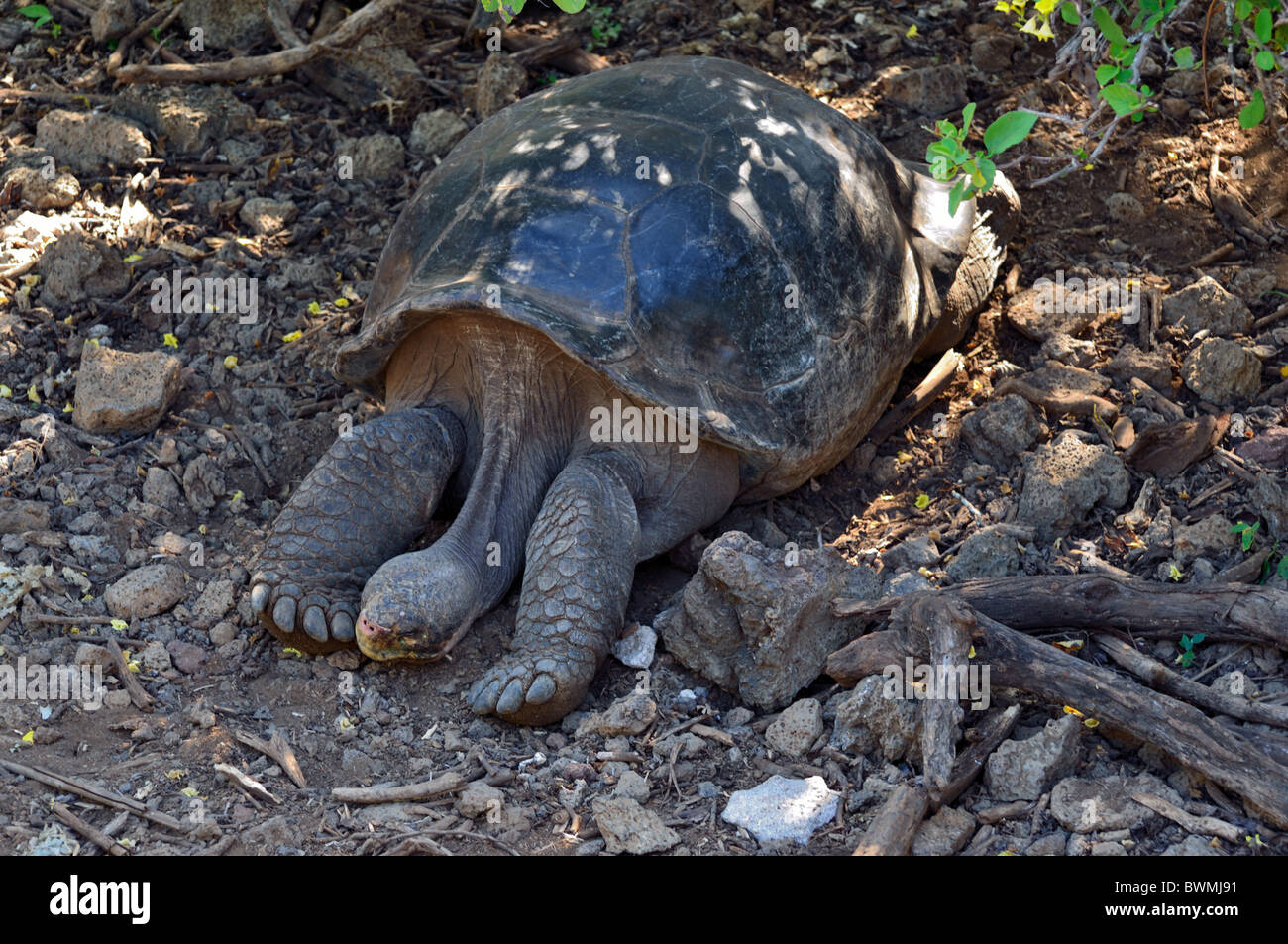 Galapagos Giant Tortoise at the Charles Darwin Research Station Stock Photo