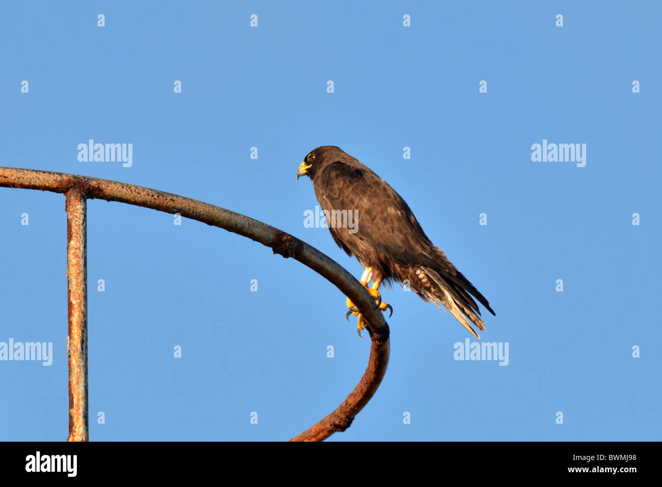 Isla hawk hi-res stock photography and images - Alamy