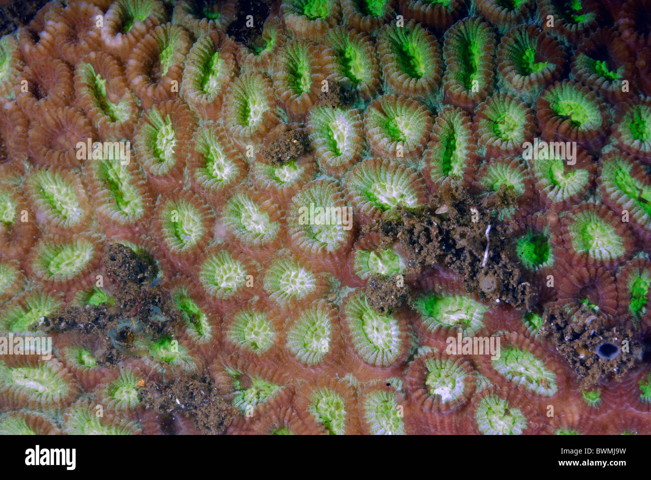 Brain coral Favia sp., Tulamben, Bali, Indonesia, Indo-pacific Ocean Stock Photo