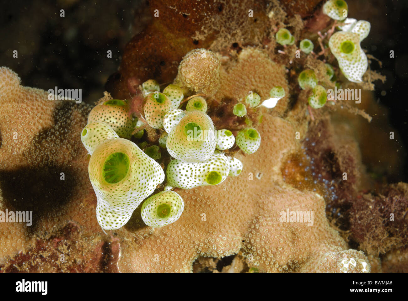 Ascidian colonies of Didemnum molle, Tulamben, Bali, Indonesia, Asia Stock Photo