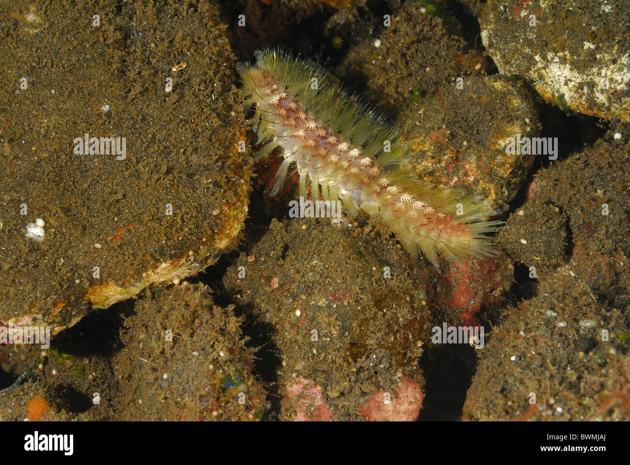 fireworm Chloeia sp., Amphinomidae. Anellidae, Tulamben, Bali, Indonesia, Indo-pacific Ocean Stock Photo