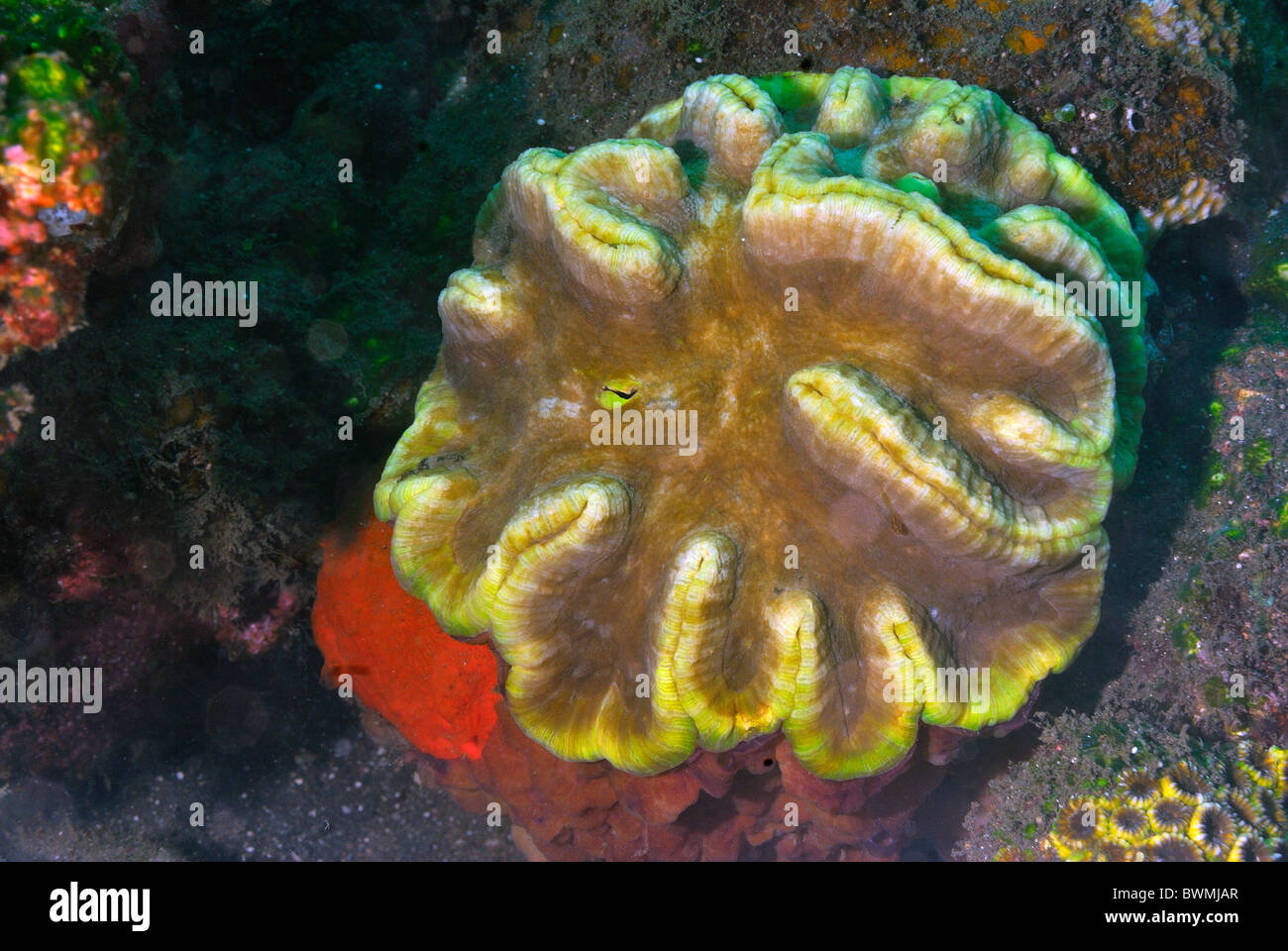 Brain coral Symphyllia agaricia, Tulamben, Bali, Indonesia, Indo-pacific Ocean Stock Photo