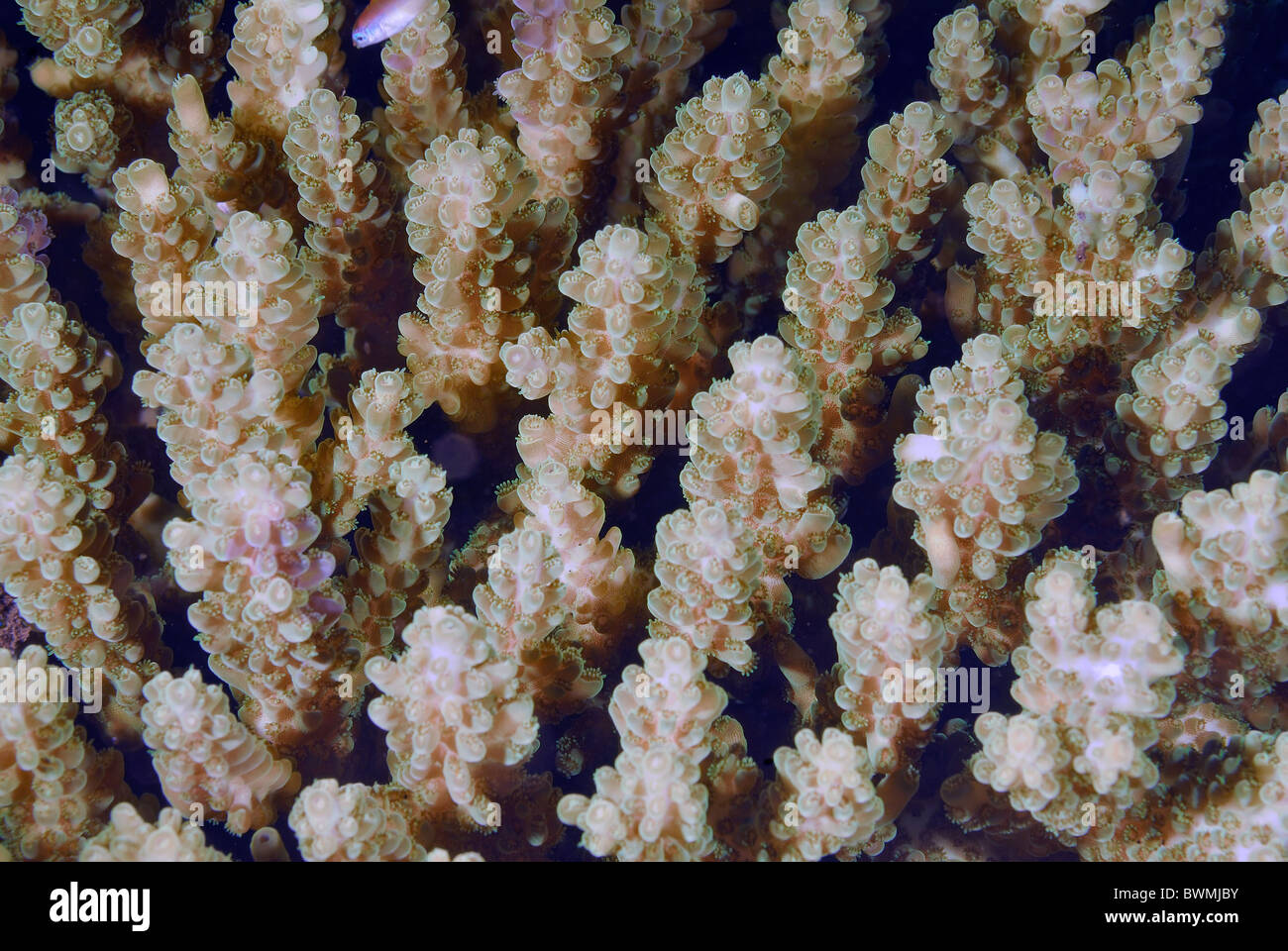 Hard Coral Acropora sp., Acroporidae, Celenterata, Tualmben, Bali, Indonesia Indo-pacific Ocean Stock Photo