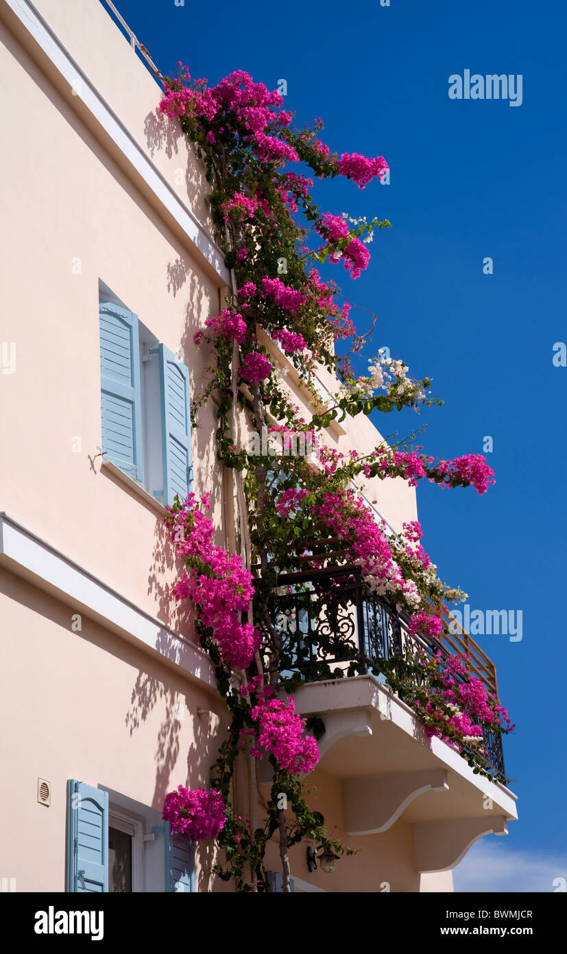 Pink bougainvillea in bloom on the facade of a residential building in ...
