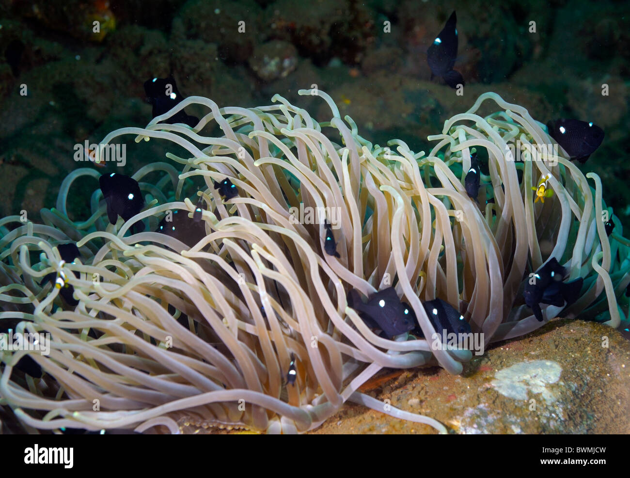 Long-tentacled anemone Macrodactyla dorensis, and Dascyllus trimaculatus, Tulamben, Bali, Indonesia, Indo-pacific Ocean Stock Photo