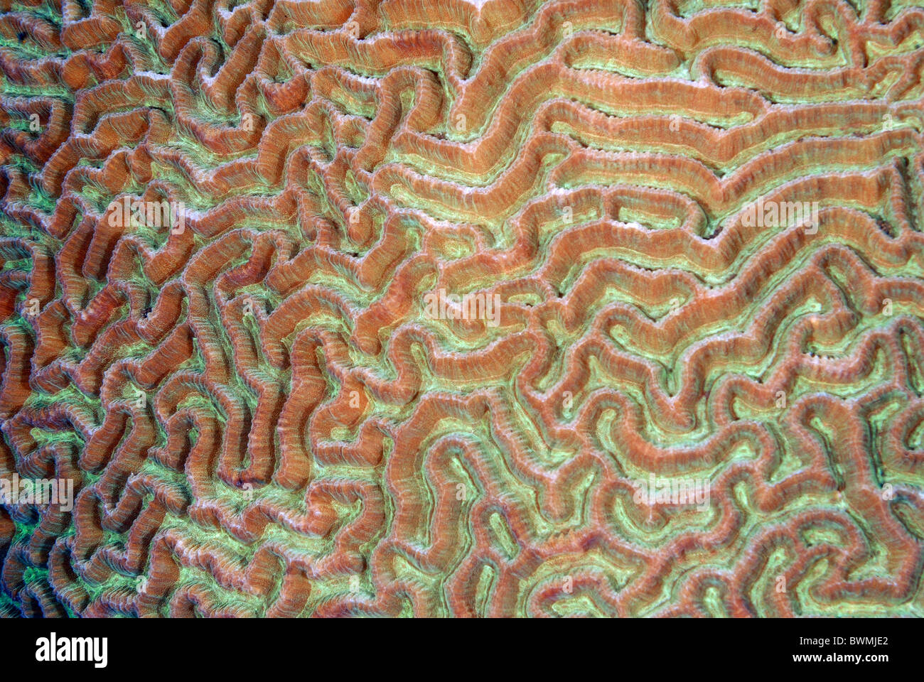Brain coral Platygyra daedalea, Tulamben, Bali, Indonesia, Indo-pacific Ocean Stock Photo