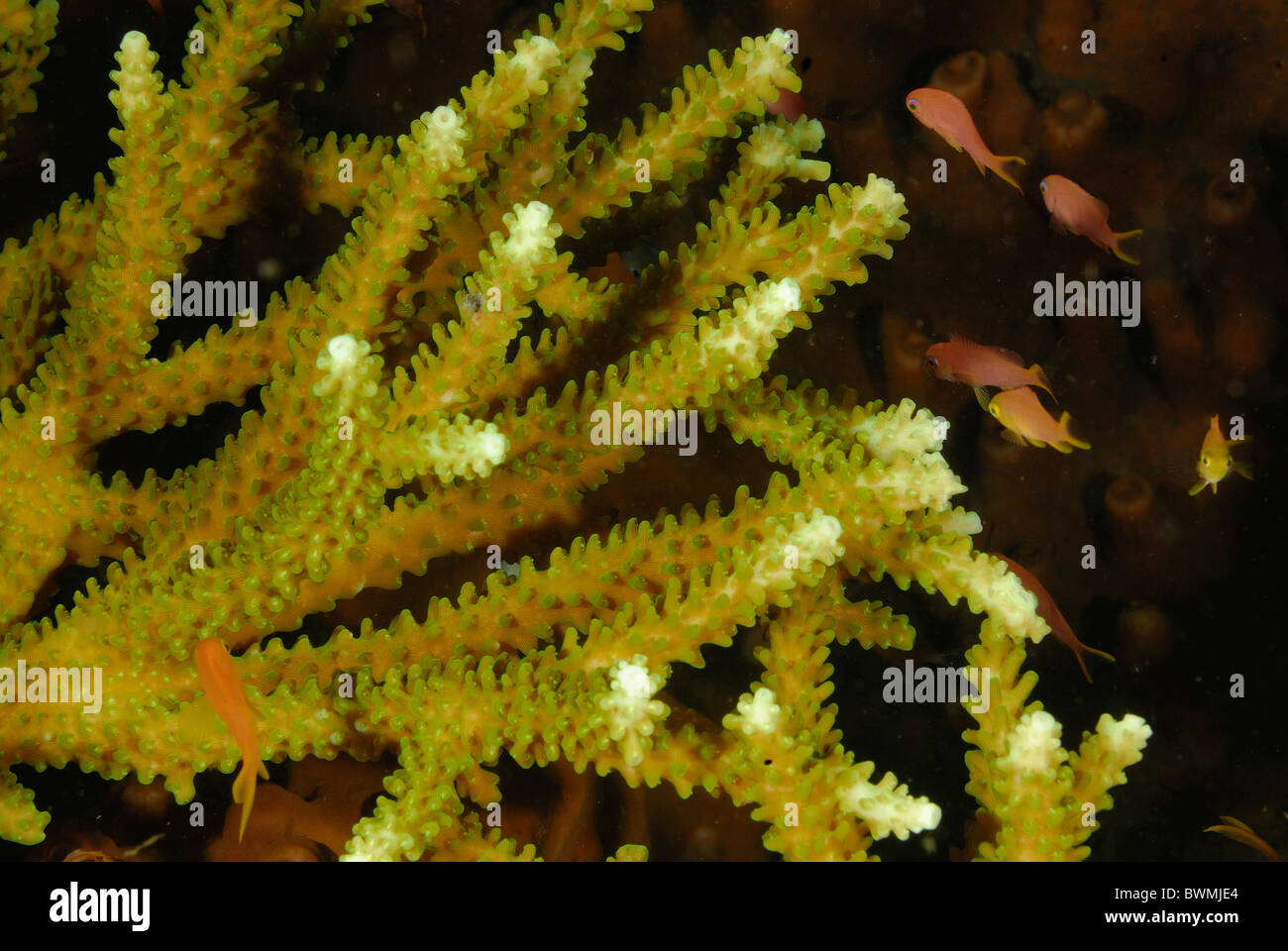 Hard Coral Acropora sp., Acroporidae, Celenterata, Tualmben, Bali, Indonesia Indo-pacific Ocean Stock Photo