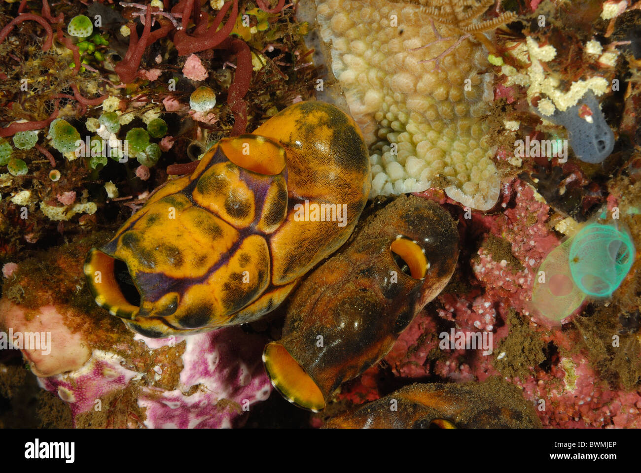 The Sea Squirt or Butter Tunicate  Polycarpa aurata, tunicates, Tulamben, Bali, Indonesia, Asia, indo-pacific Ocean Stock Photo