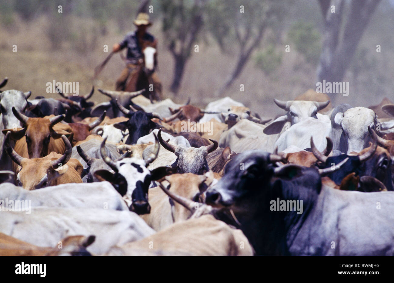 Mustering cattle, outback Australia Stock Photo, Royalty Free Image ...