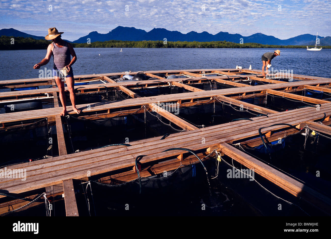 Barramundi fish hires stock photography and images Alamy