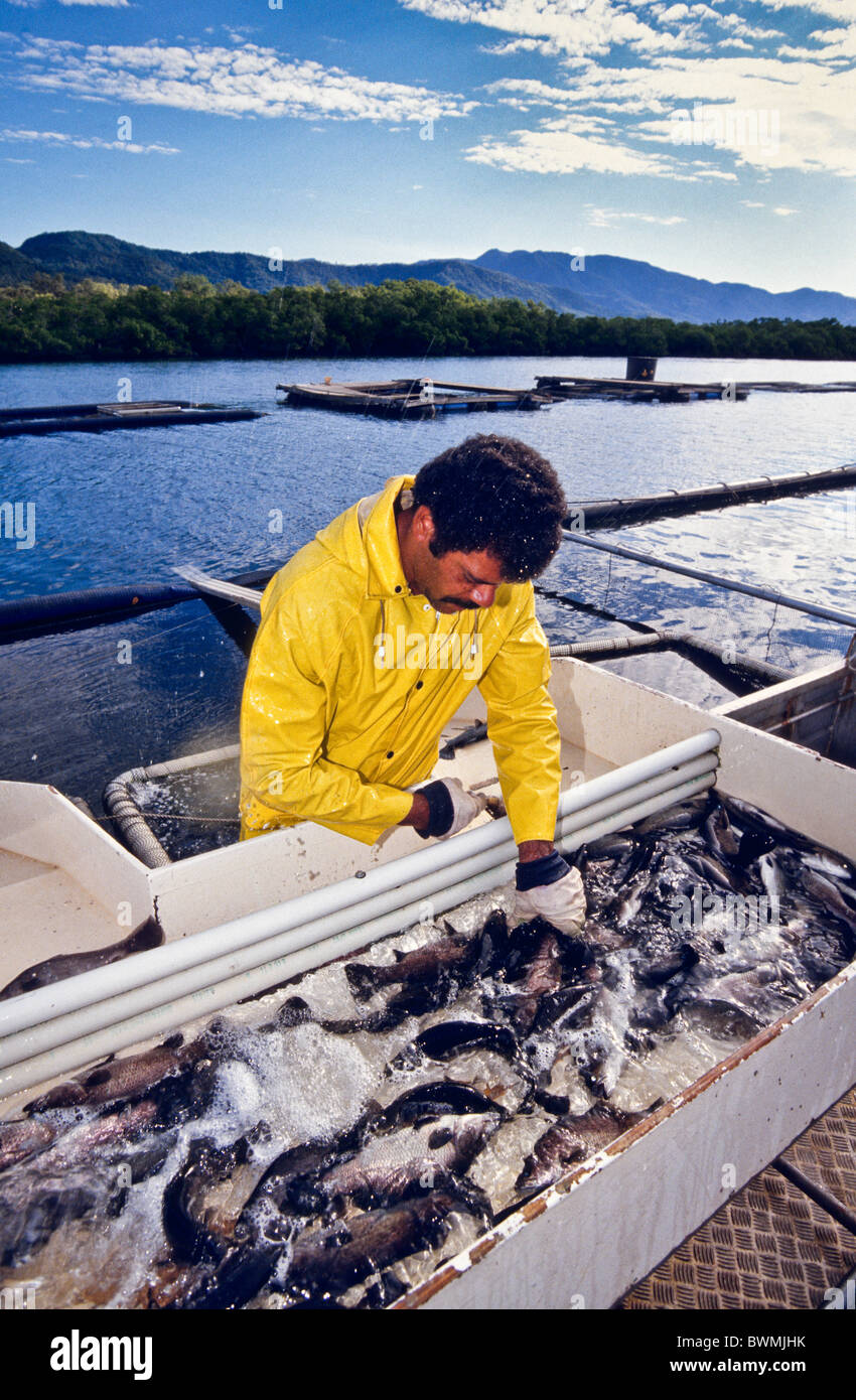 Barramundi fish farm, Hinchinbrook Island, Queensland, Australia Stock Photo Alamy