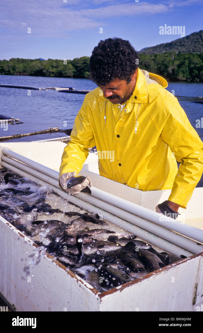 Barramundi fish farm, Hinchinbrook Island, Queensland, Australia Stock