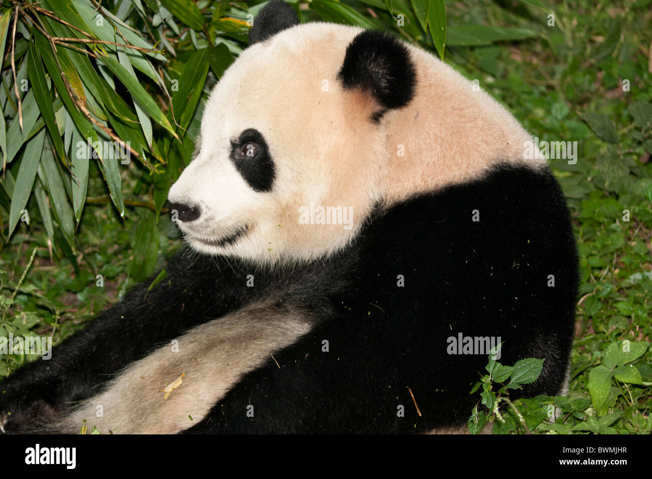 China, Sichuan Province, Chengu, Giant Panda Bear (Ailuropoda Melanoleuca)  resting on wooden platform at Chengdu Research Base of Giant Panda Breeding  Stock Photo - Alamy