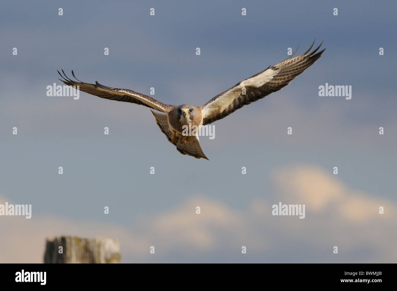 Swainson's Hawk in flight with a blue sky background Stock Photo - Alamy