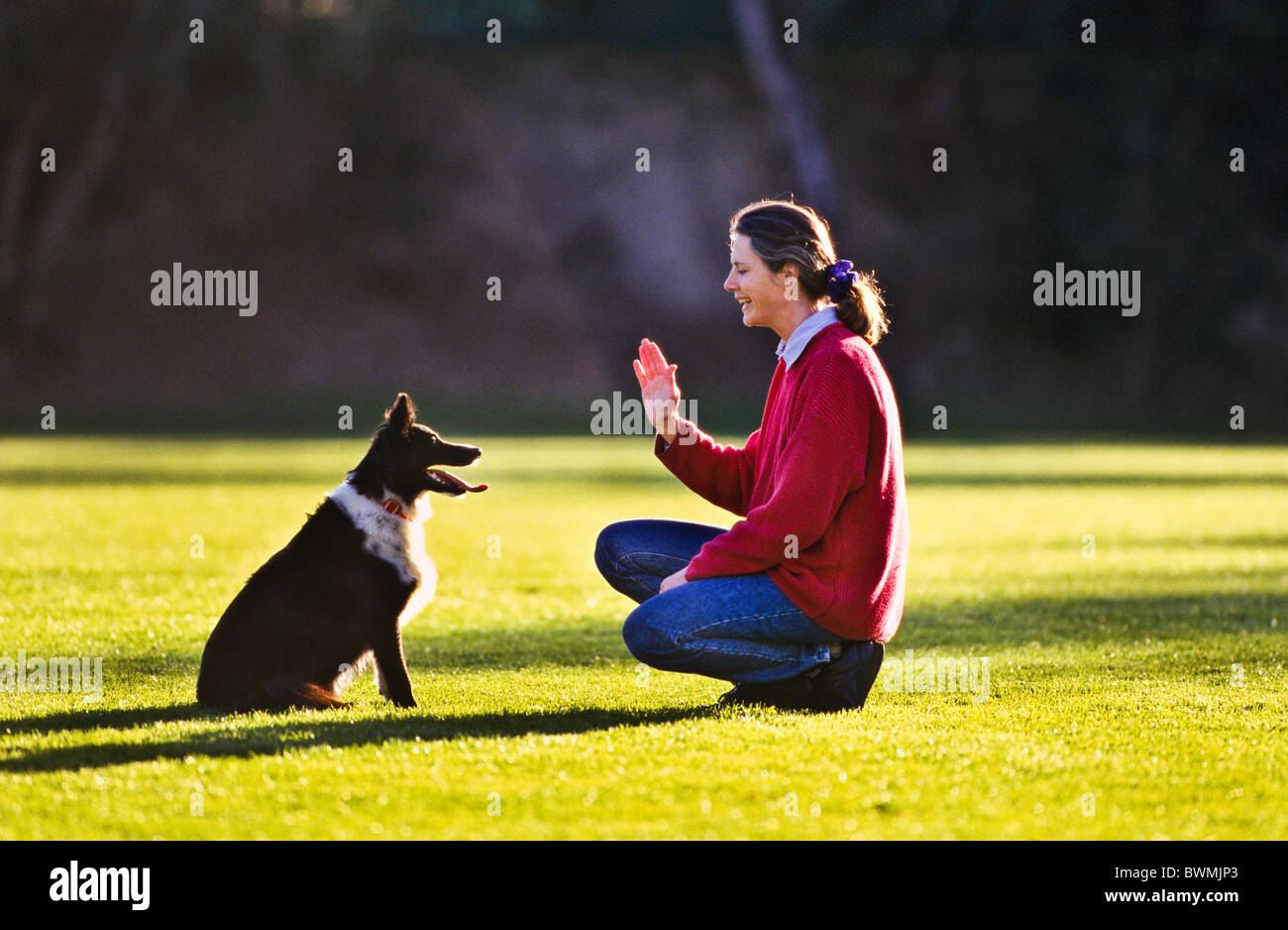 Owner training border collie dog, Australia Stock Photo Alamy